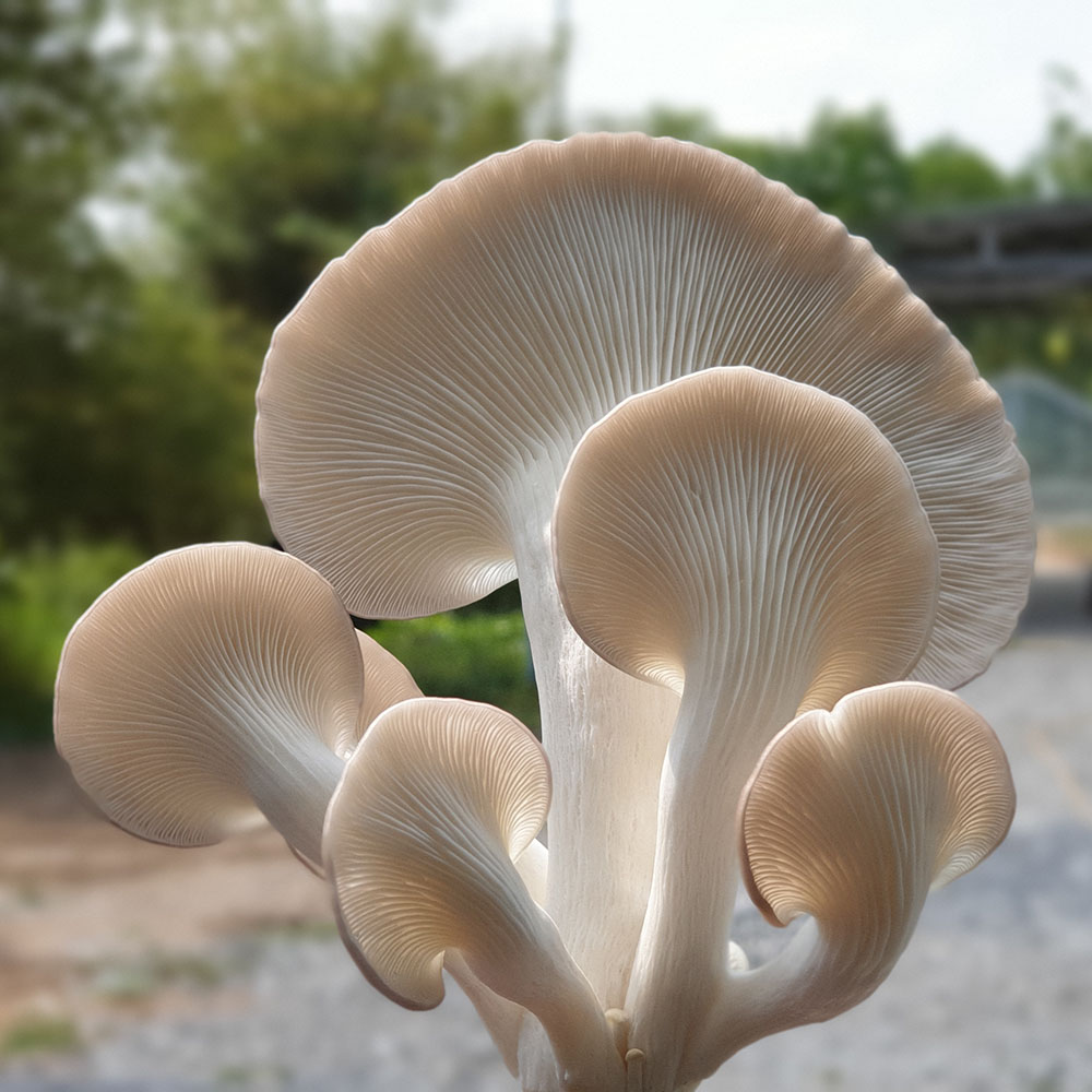 (HỘ KINH DOANH) LÊ VĂN TOÀN