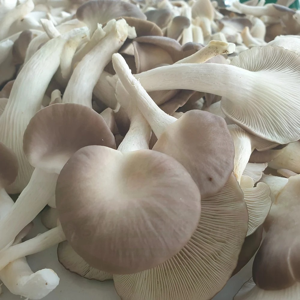 (HỘ KINH DOANH) LÊ VĂN TOÀN