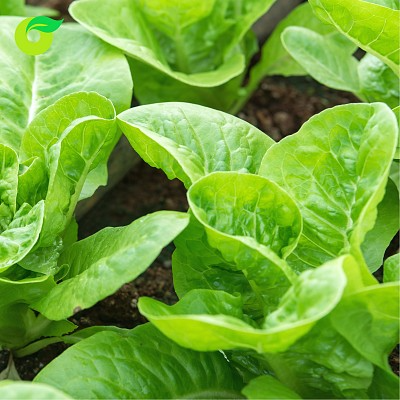 (HỘ KINH DOANH) LÊ VĂN TOÀN