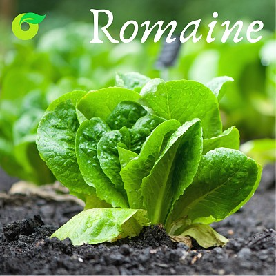 (HỘ KINH DOANH) LÊ VĂN TOÀN